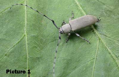 DECTES STEM BORER IN SOYBEANS